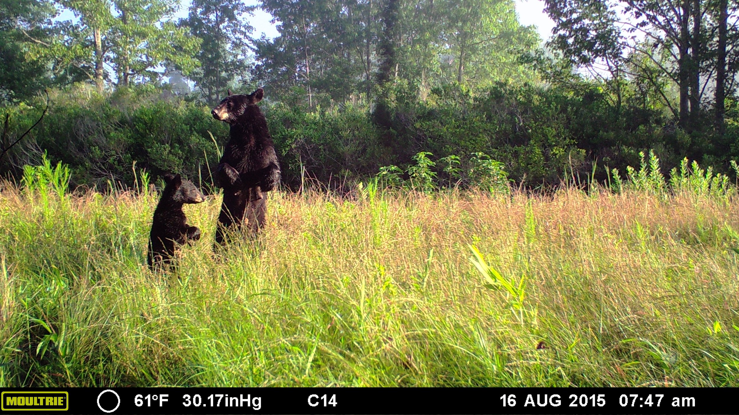 Part One A Tumultuous Red Wolf History — Wildlands Network