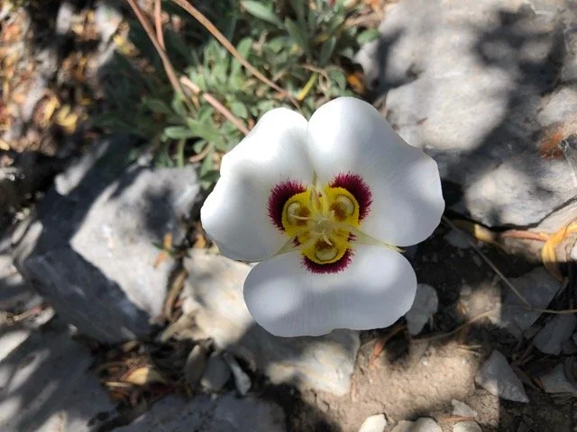 Fabulous Foothill Flowers