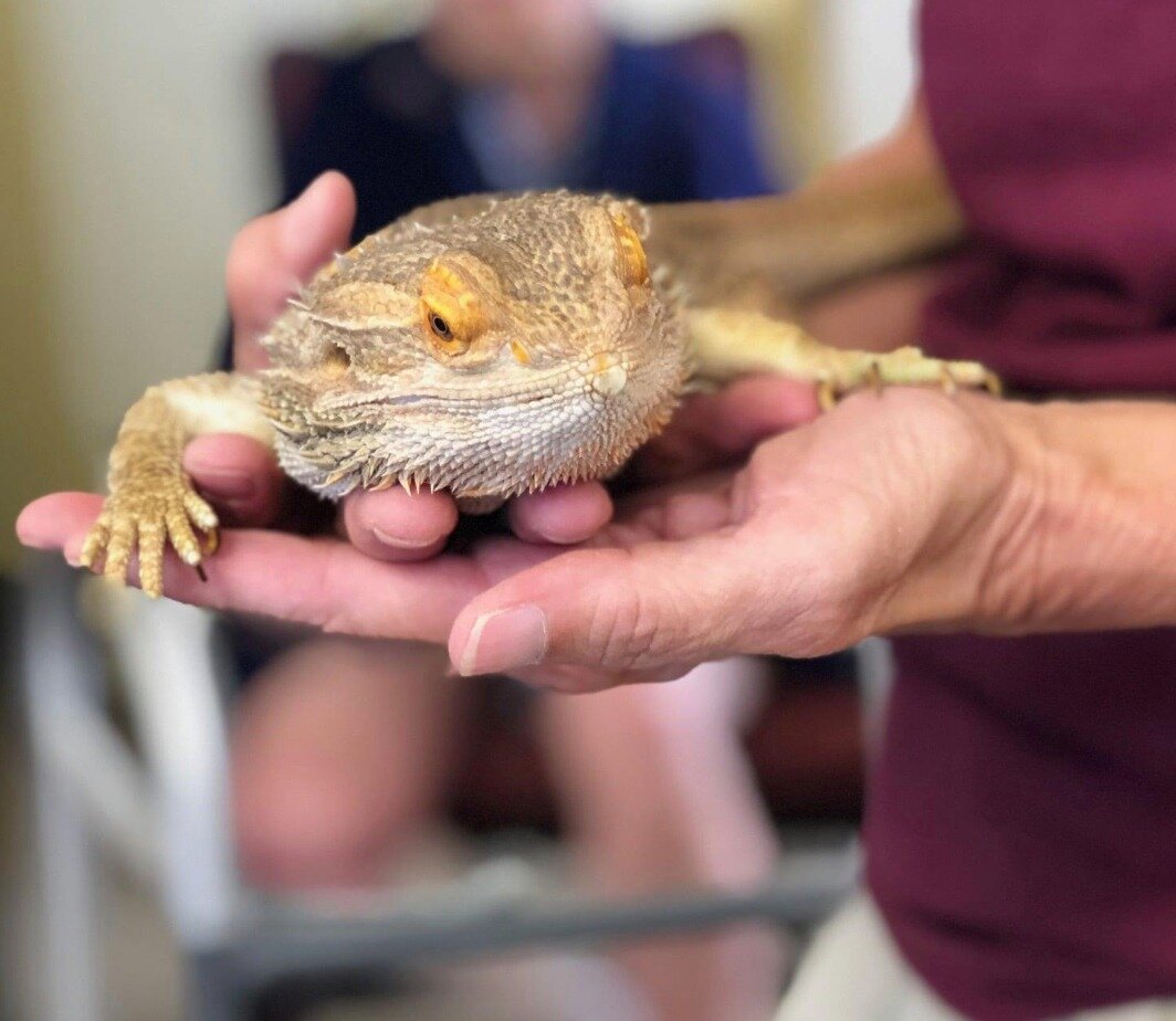 Throwback Thursday to when a cute bearded dragon came to visit! There is always something new to experience at Silver Fox!