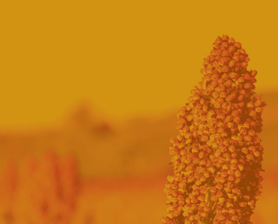 Isaac Tourism Strategy - 2019 to 2024