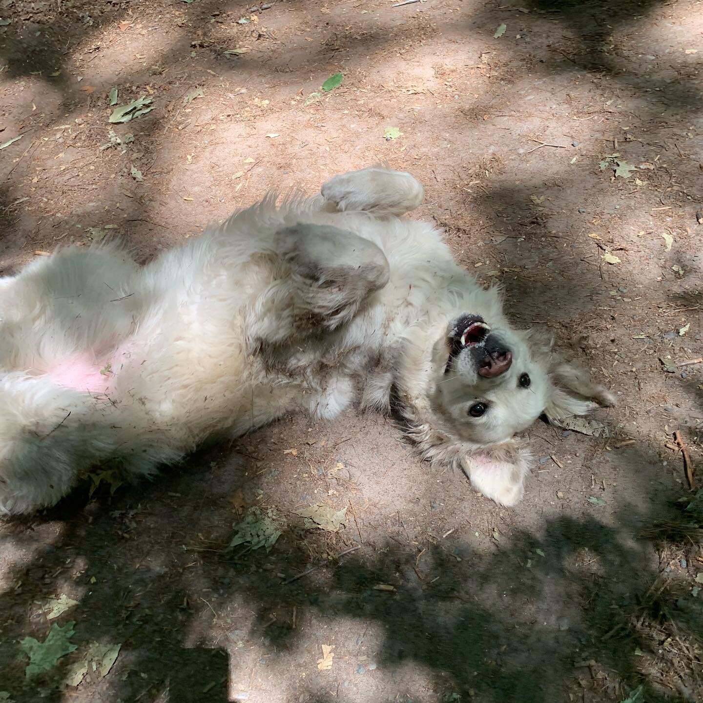 Norman&rsquo;s back with the pack 🐾🐶 it didn&rsquo;t take him long to make himself blend in with the dirt path and leaves at the park 🍂😎
#thepack #goldenretriever #goldenboy #dogwalk #offleash #puppylove #happydog #smile #nature #dogpark