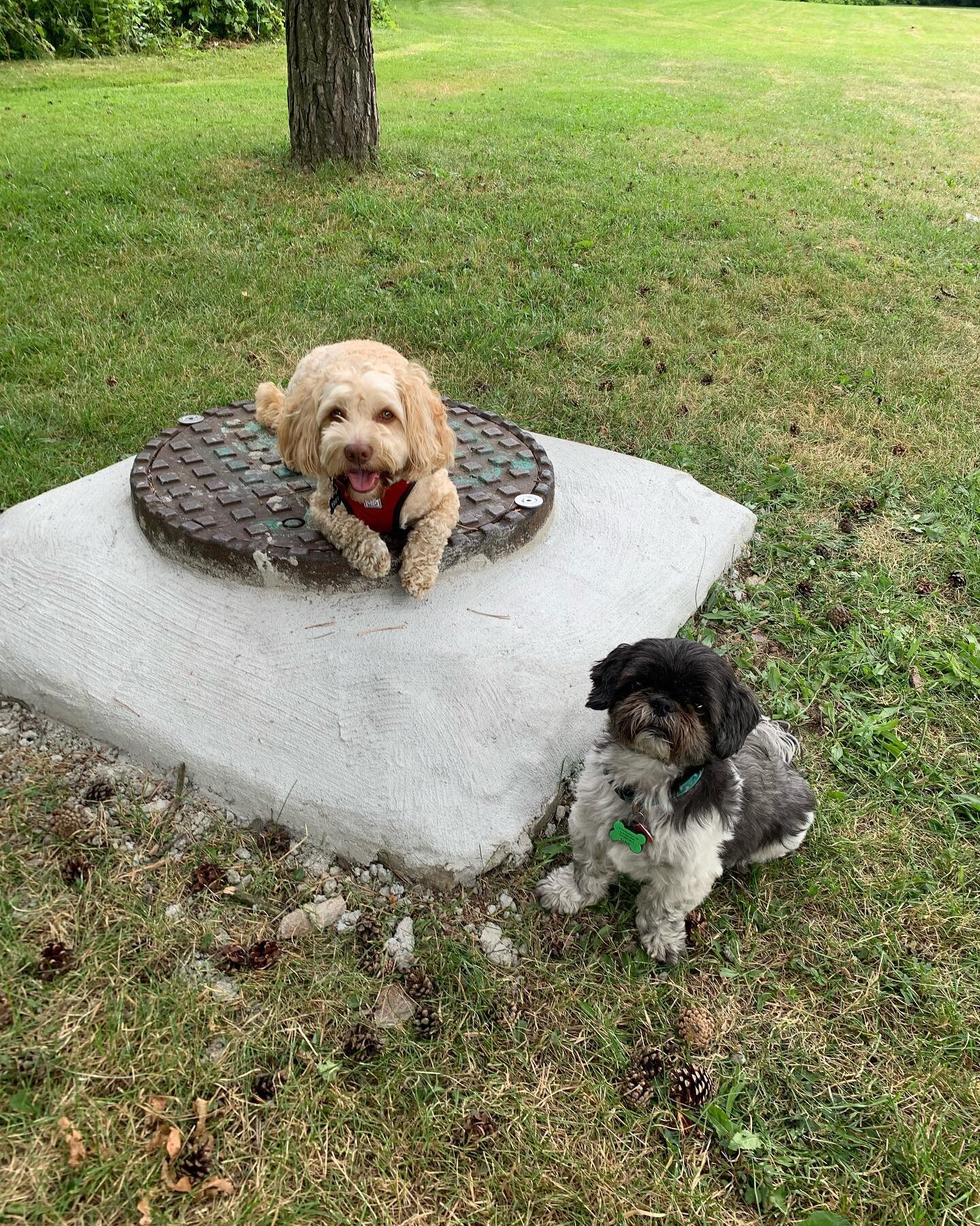 Luckily we have Toby and Bear to keep watch (in the shade) while the others run around ☀️🐶💂
#thepack #cutie #dogwalking #watchdog #lazy #happydog #friends #smile #sassy #puppylove #dogpark #dogs #aotp #adventuredog