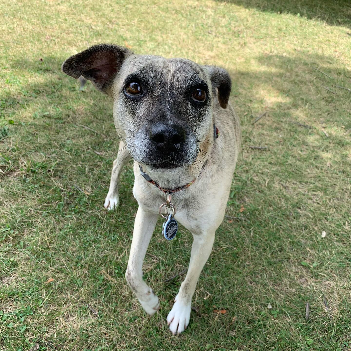 Chichi: &ldquo;what&rsquo;s that you say?!? It&rsquo;s Friday?!?&rdquo;
#thepack #tgif #rescuedog #happydog #friday #dogwalking #summervibes #weekend