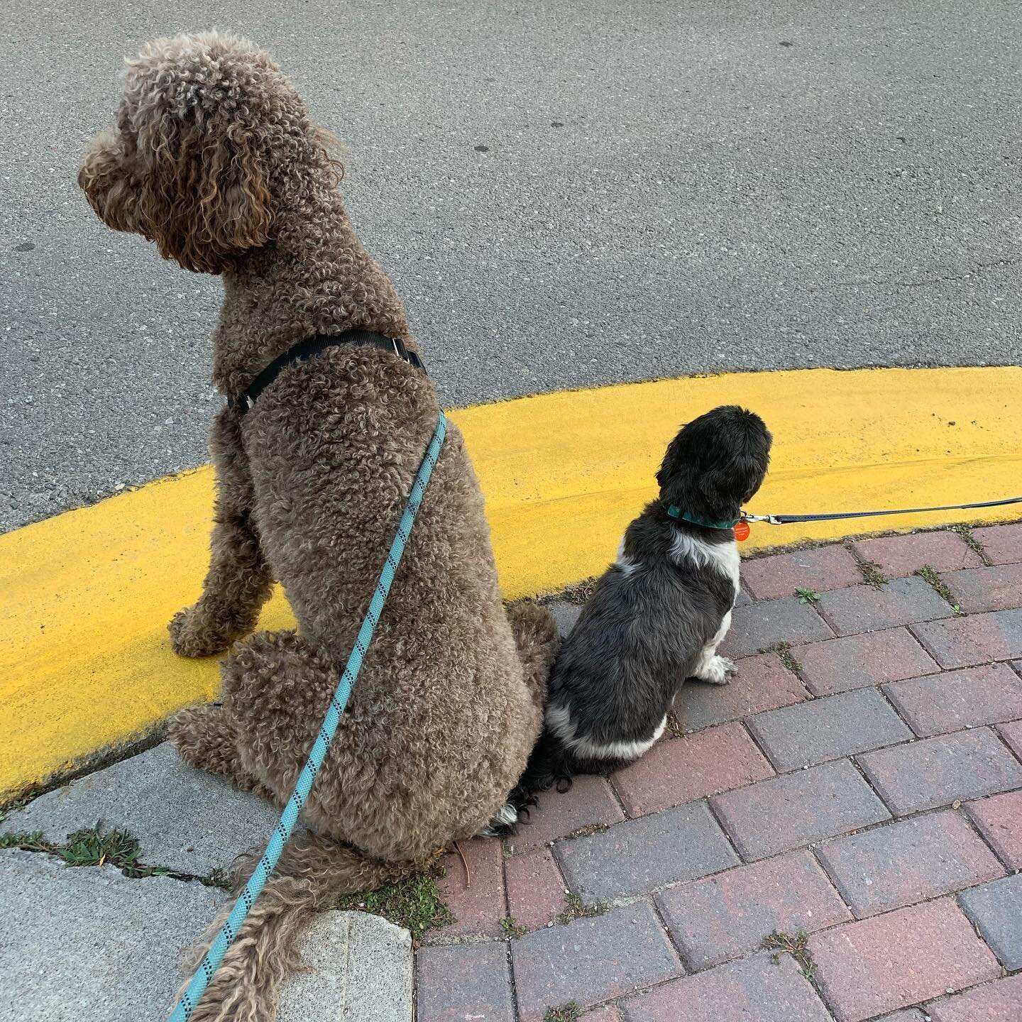 Everyone&rsquo;s back to work today, but looks like Harley and Bear needed some support to stay up 😴🐶
#thepack #longweekend #friends #sizedoesntmatter #shihtzu #labradoodle #puppylove #onguard #dogwalking #bff