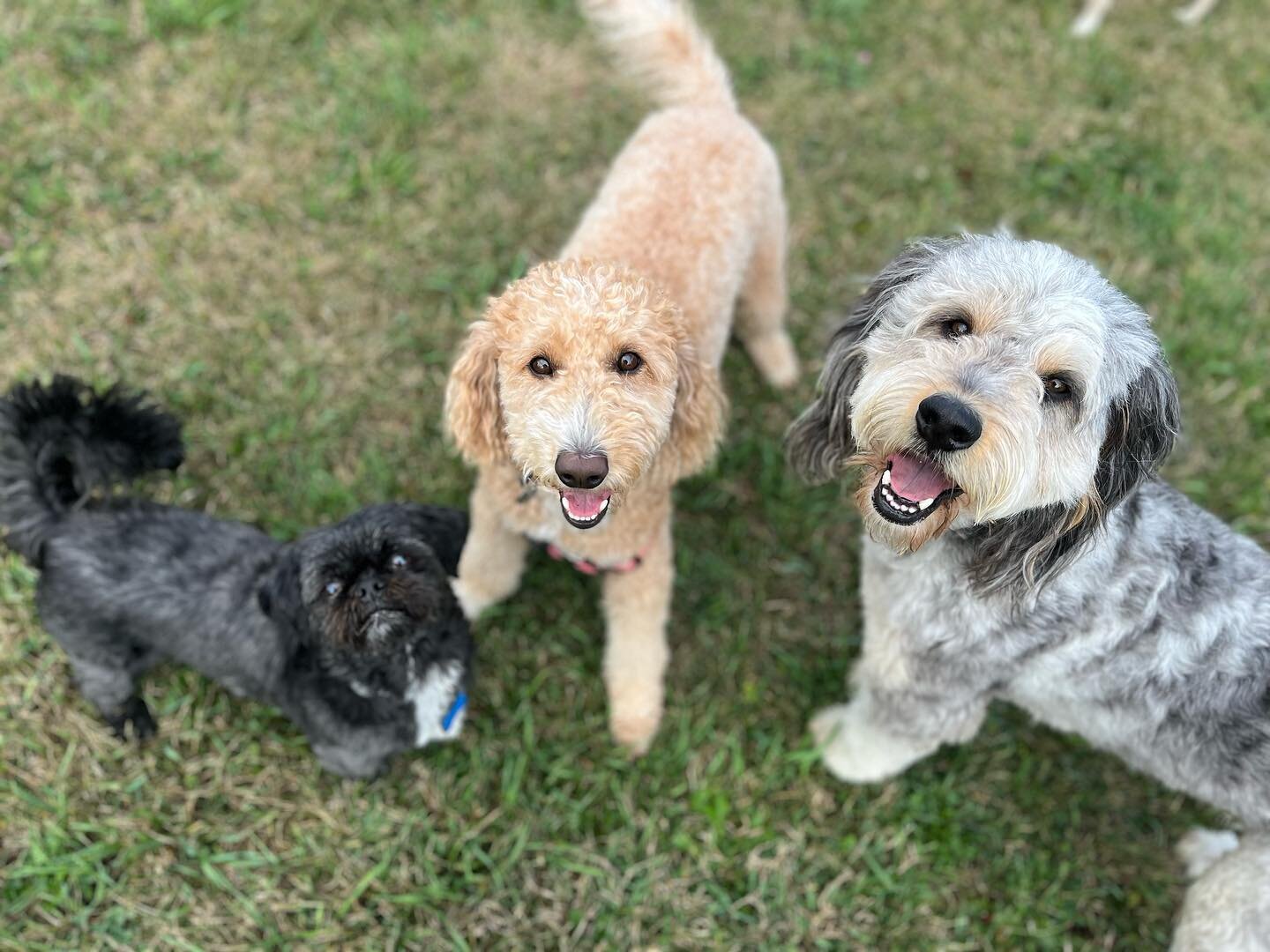 What better way to start the day, than with #friends?! 🐶🐾 Meatball, Daisy and Cavall love running around on the walks!
#thepack #dogwalking #bff #dogs #dogwalkerlife #dogwalks #summer #happydog #aotp #summervibes