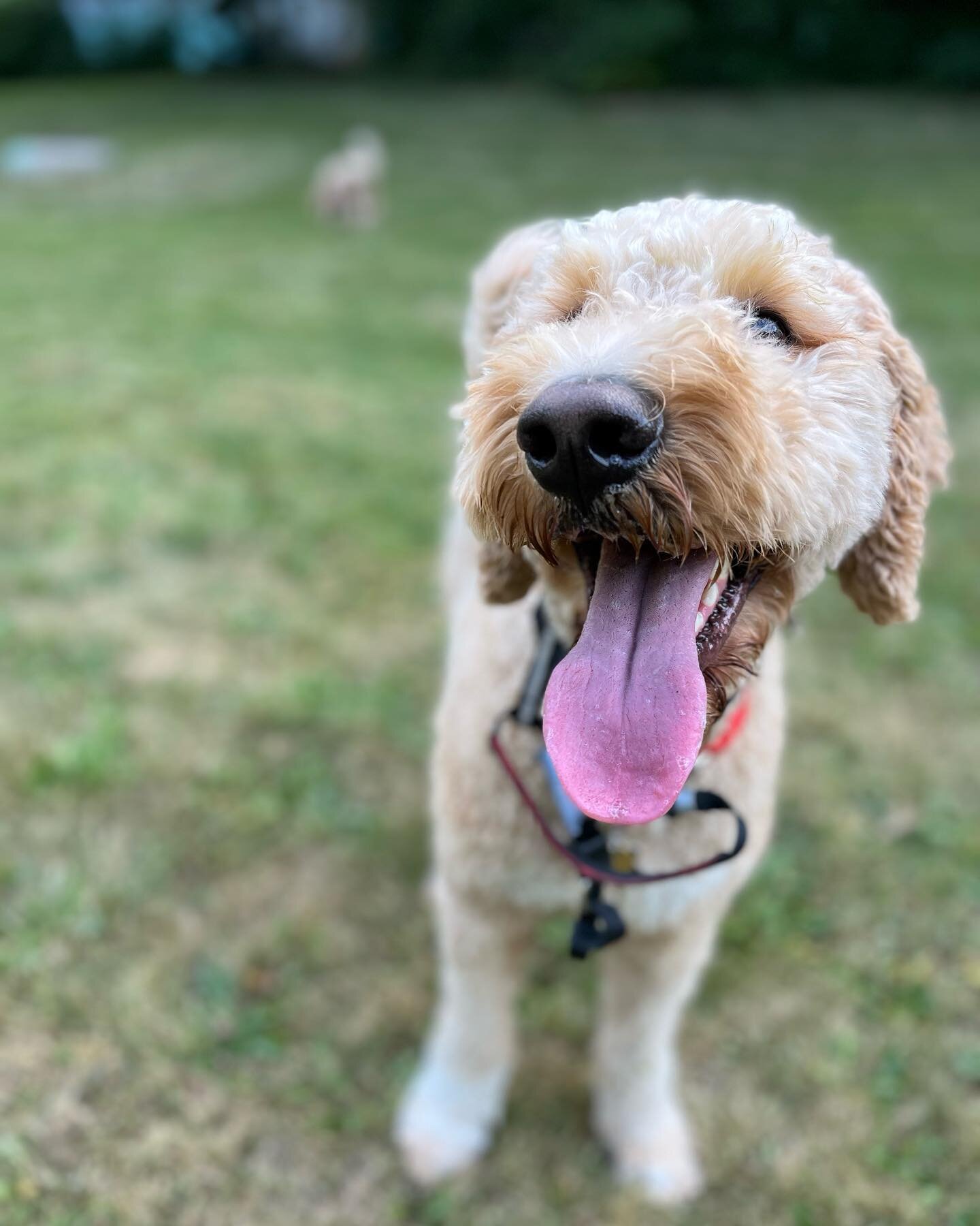 Sun&rsquo;s out, tongues out ☀️😝 Joey is always happy when he&rsquo;s out with his #friends 🐶🐾
#thepack #dogwalking #dogs #sunsouttonguesout #happydog #goldendoodle #aotp #summervibes