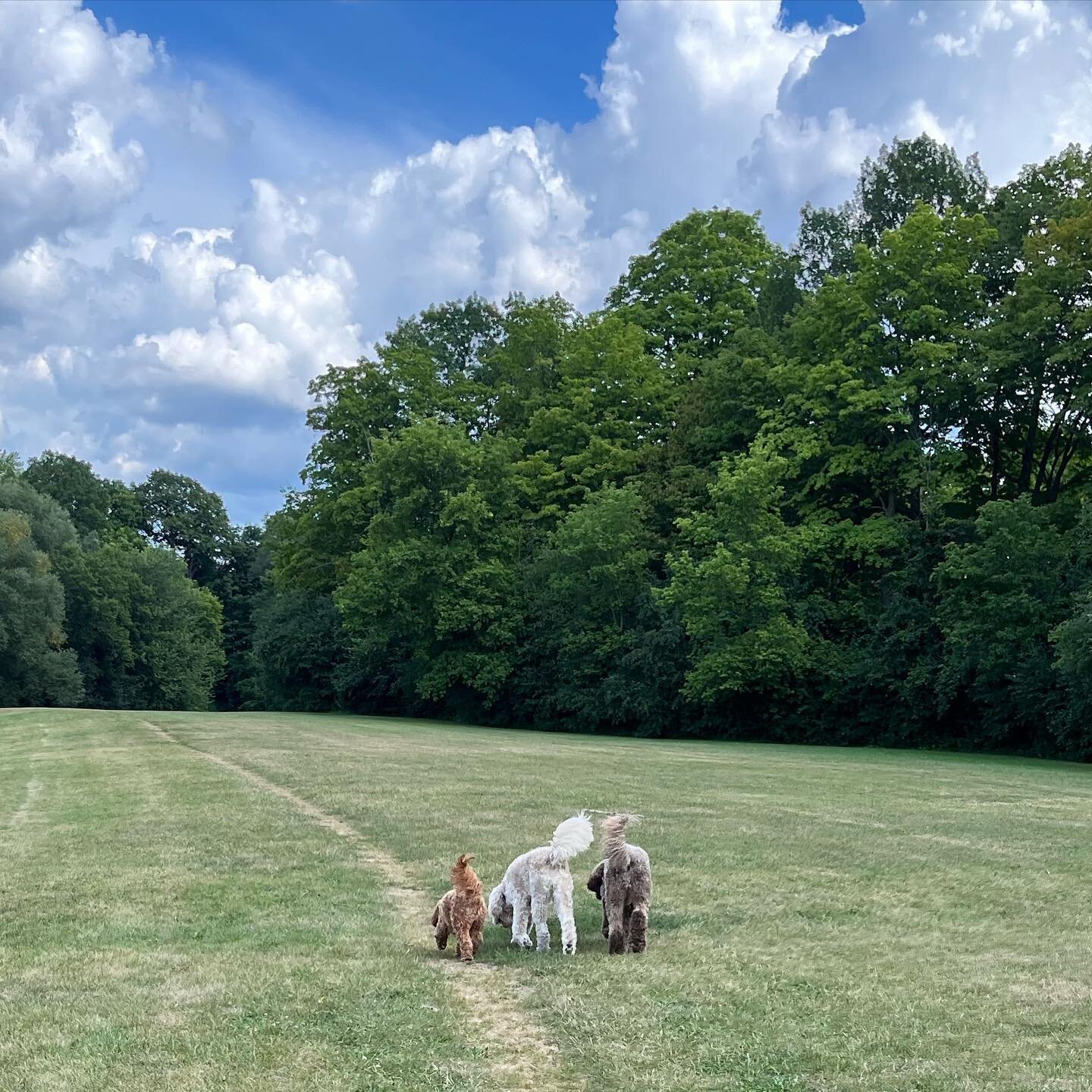 These three are ready for the #weekend! 🍑🍑🍑🐶 Ollie, Skyler and Harley are on a mission
#thepack #dogwalking #tgif #friends #doodlelove #doodle #puppies #summervibes #happydog