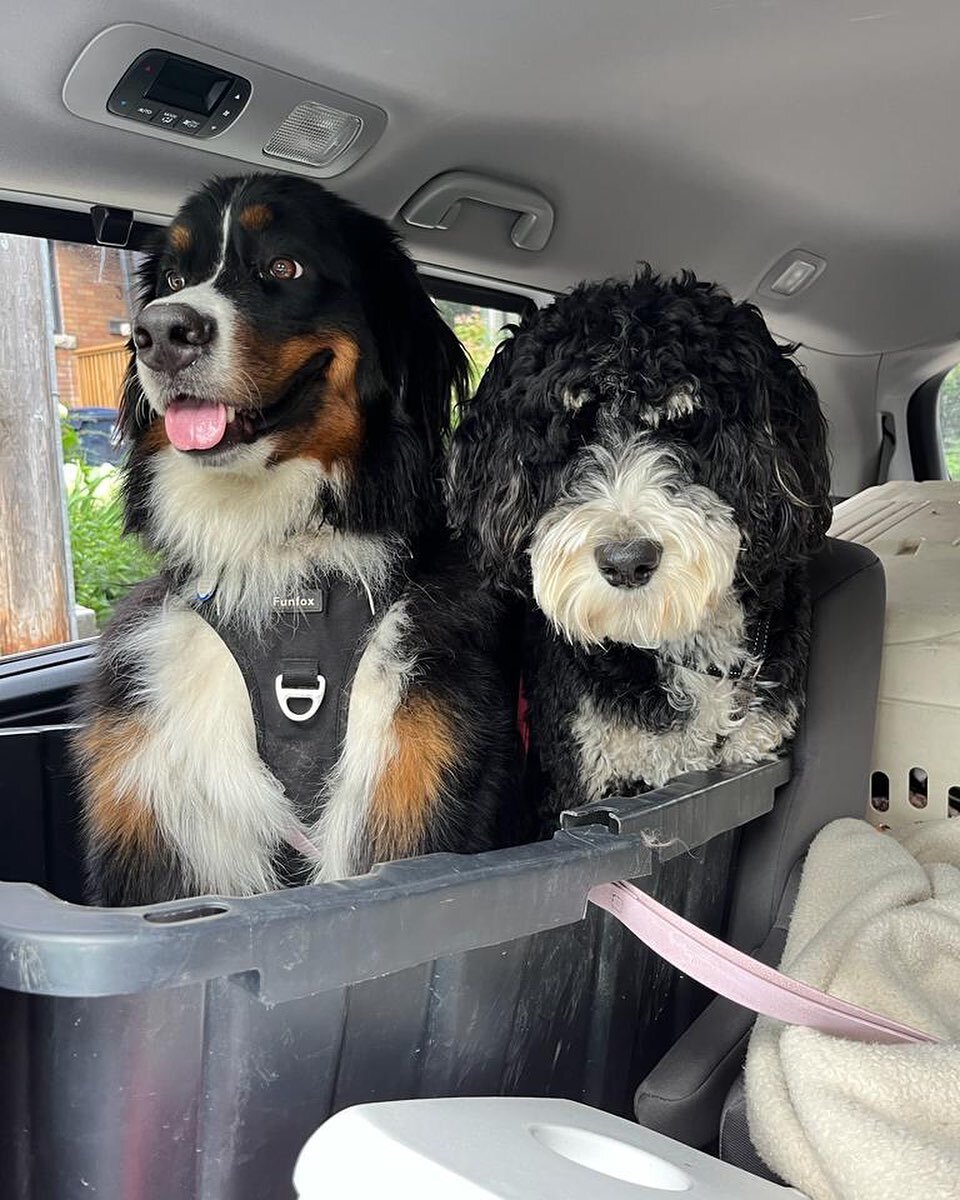 Rosie insisted on sitting with her #bff Beau 🐶❤️ although Beau doesn&rsquo;t look too impressed 😑
#thepack #carrides #friends #dogs #bernesemountaindog #bernedoodle #doggydaycare #carseat #comfy