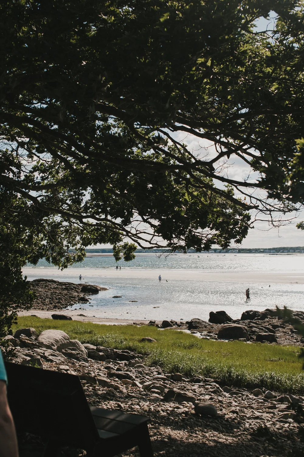View from under the trees on the coast of Maine