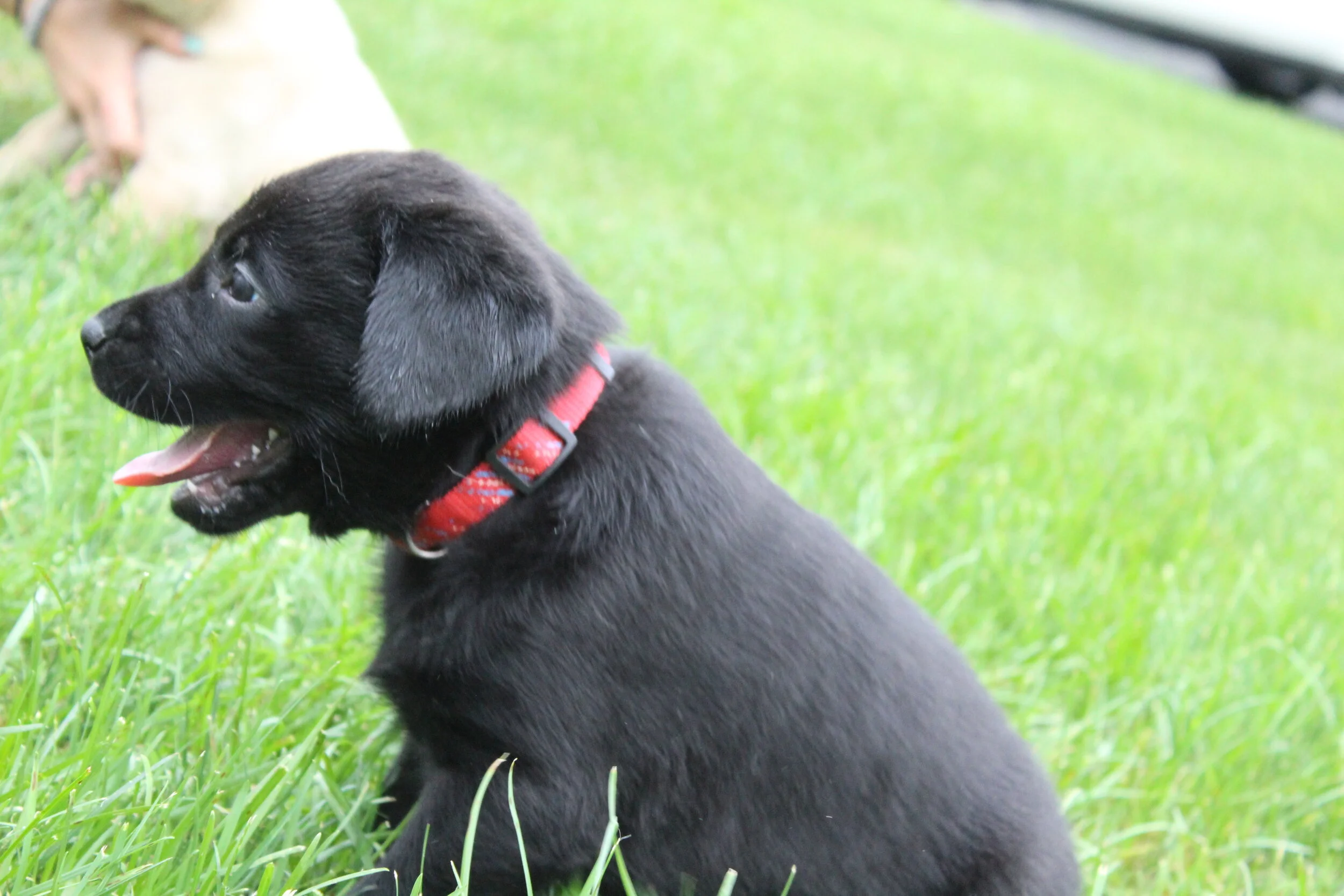 RED COLLAR 7.JPG