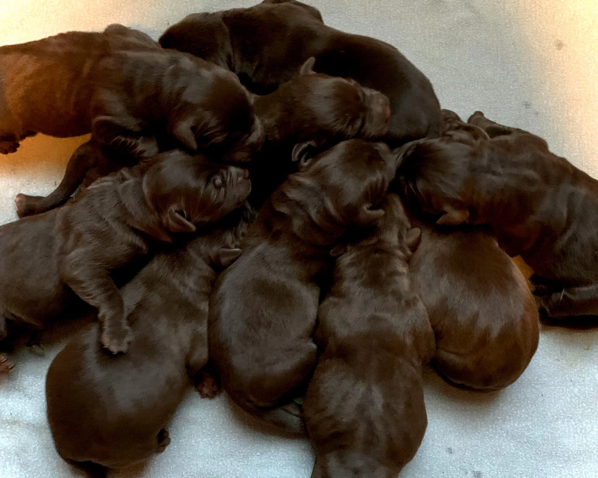 puppies in a circle.jpg