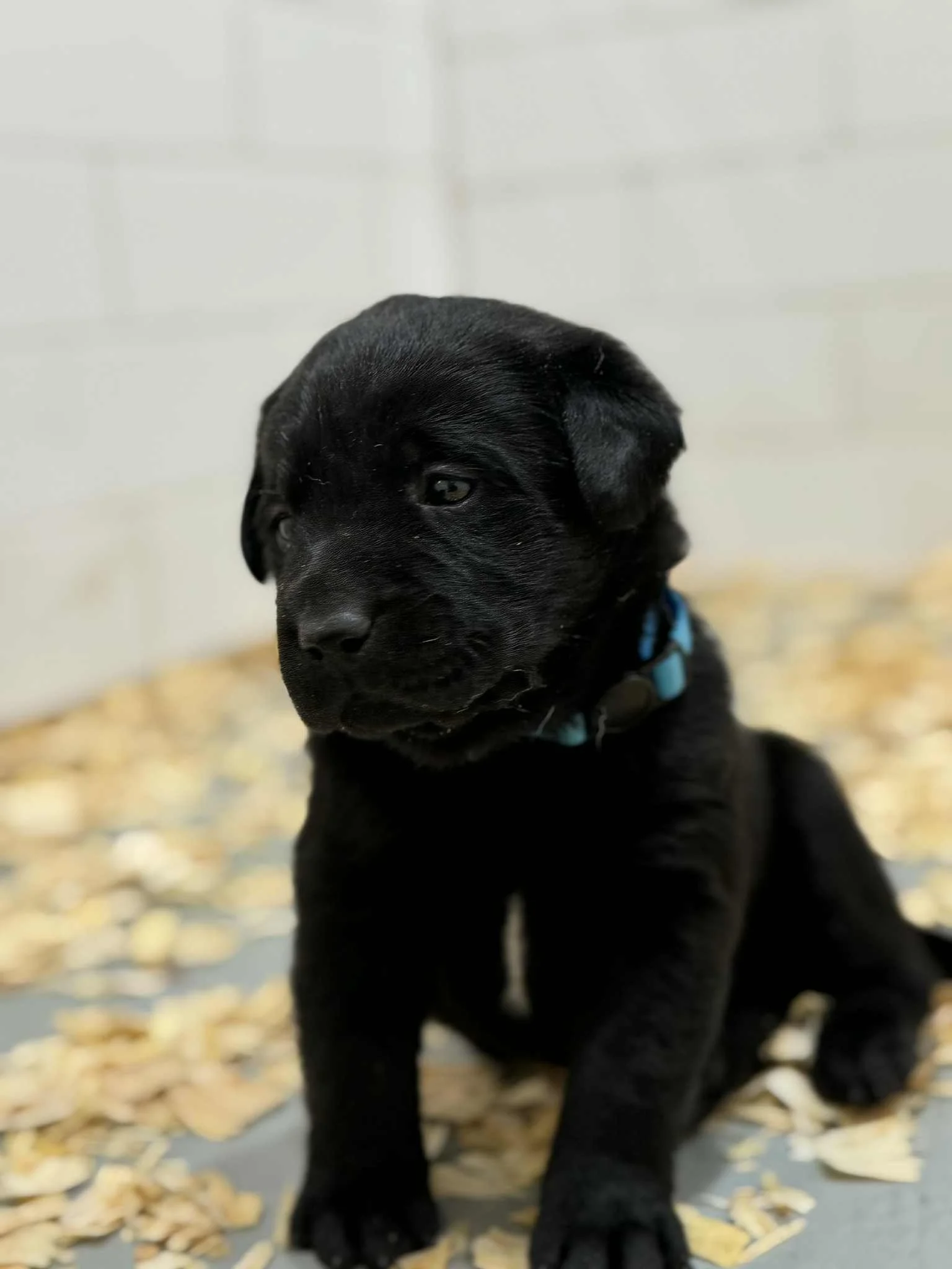 824adadb-23db-47ba-a7e3-d045f5a1849a.jfif