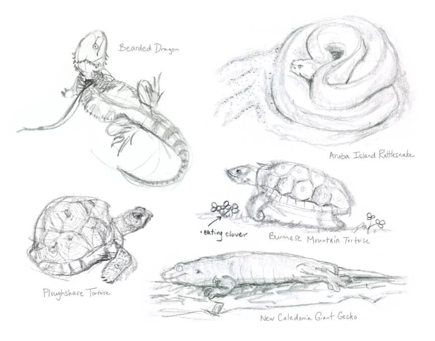 Bearded Dragon, Aruba Island Rattlesnake, Burmese Mountain Tortoise, Ploughshare Tortoise, New Caledonia Giant Gecko, graphite