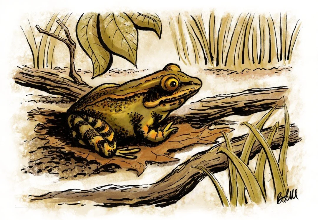 Spotted this cutie while exploring the mountainous woods back in October. Turns out it was a wood frog! I took some artistic liberty with the colors, but I remember he was very yellow-green with some bright orange, more so than the images I saw onlin