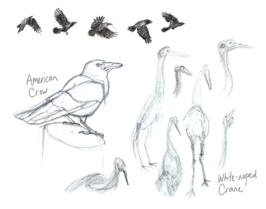 American Crow, White-naped Crane, graphite