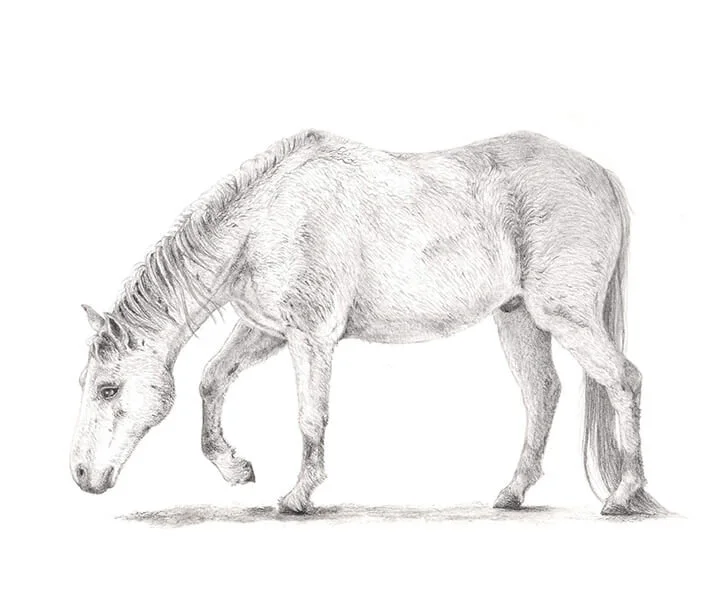 Horse study