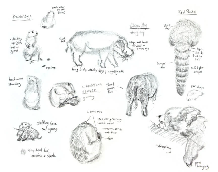 Prairie Dog, American Beaver, Guinea Hog, and Red Panda, graphite