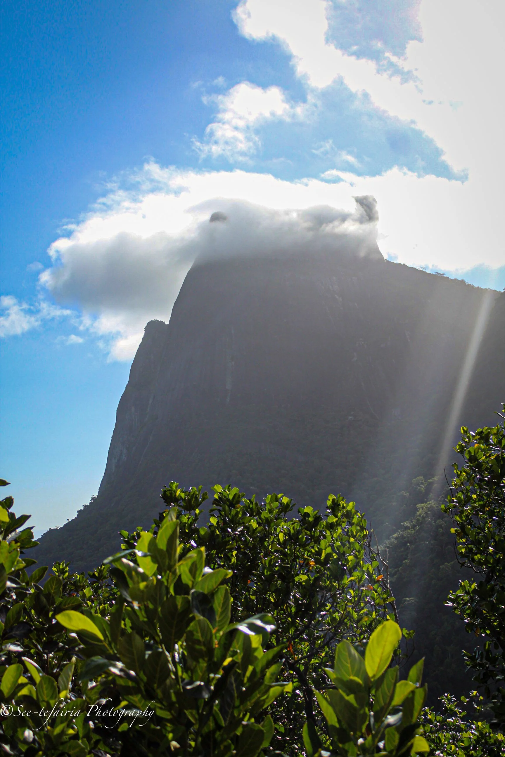 Tijuca rainforest Rio de Janeiro, Brazil
