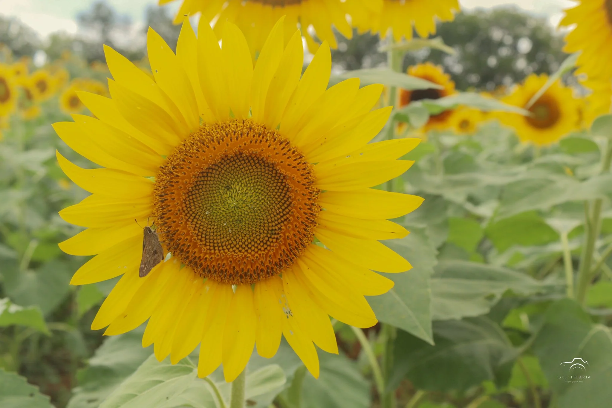 Liberty Mills Farm Somerset, VA