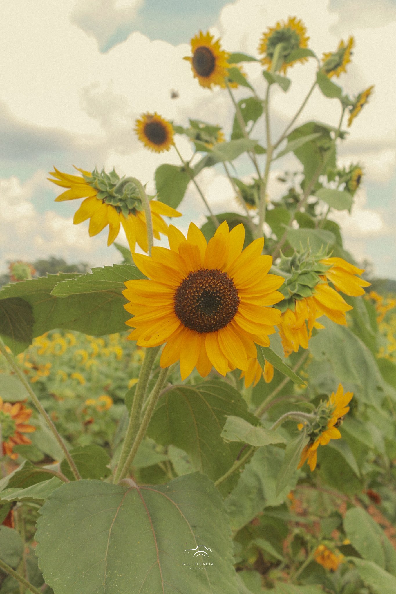 Liberty Mills Farm Somerset, VA