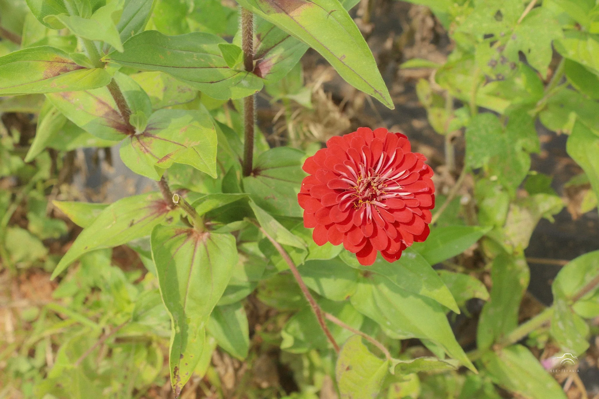 Liberty Mills Farm Somerset, VA