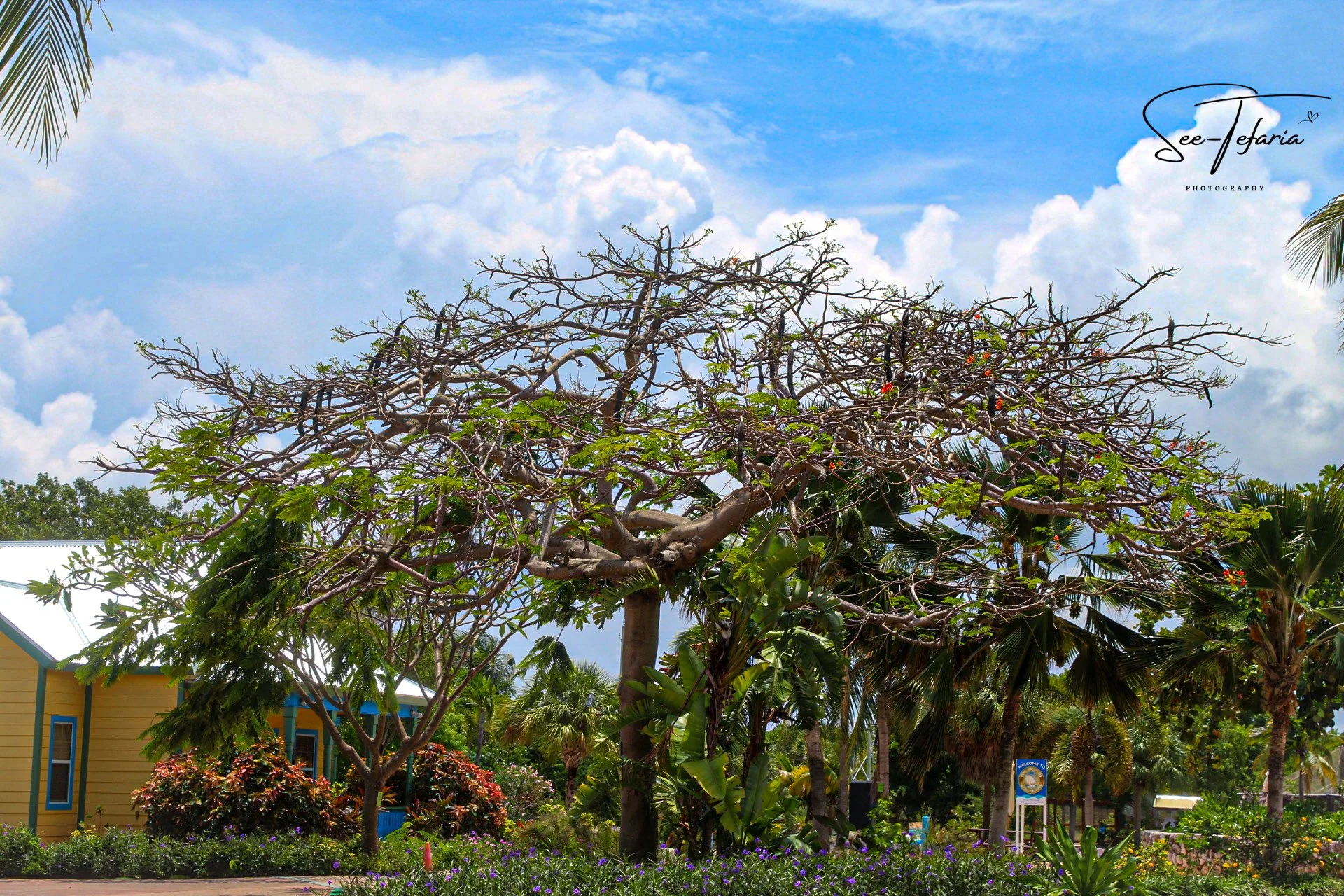 Grand Cayman Islands