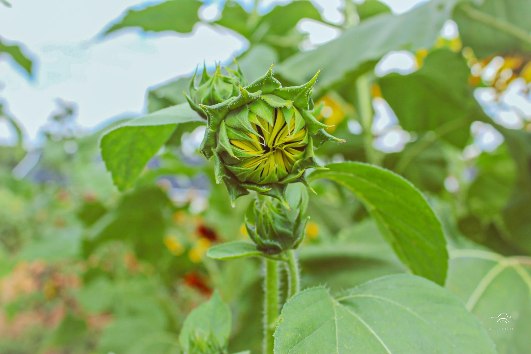 Liberty Mills Farm Somerset, VA