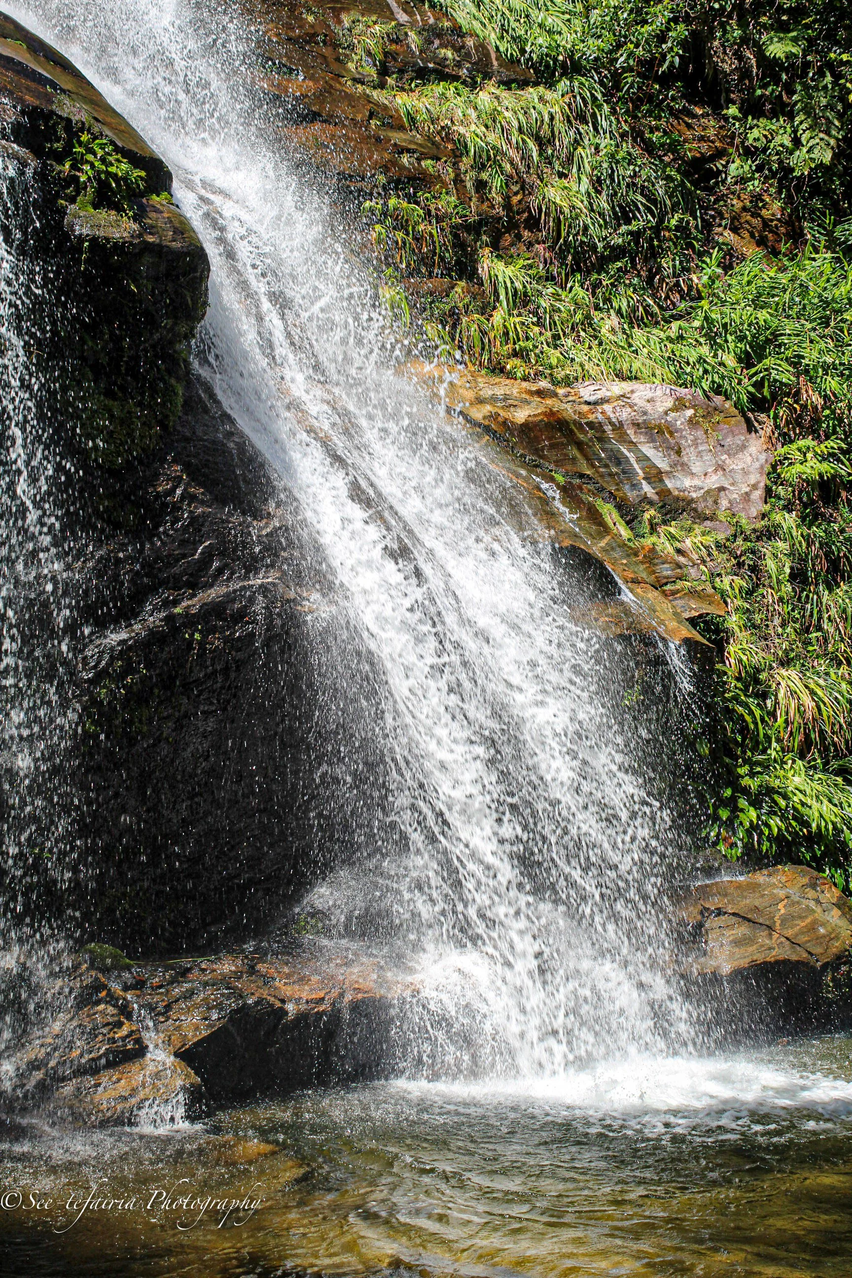 Tijuca rainforest Rio de Janeiro, Brazil