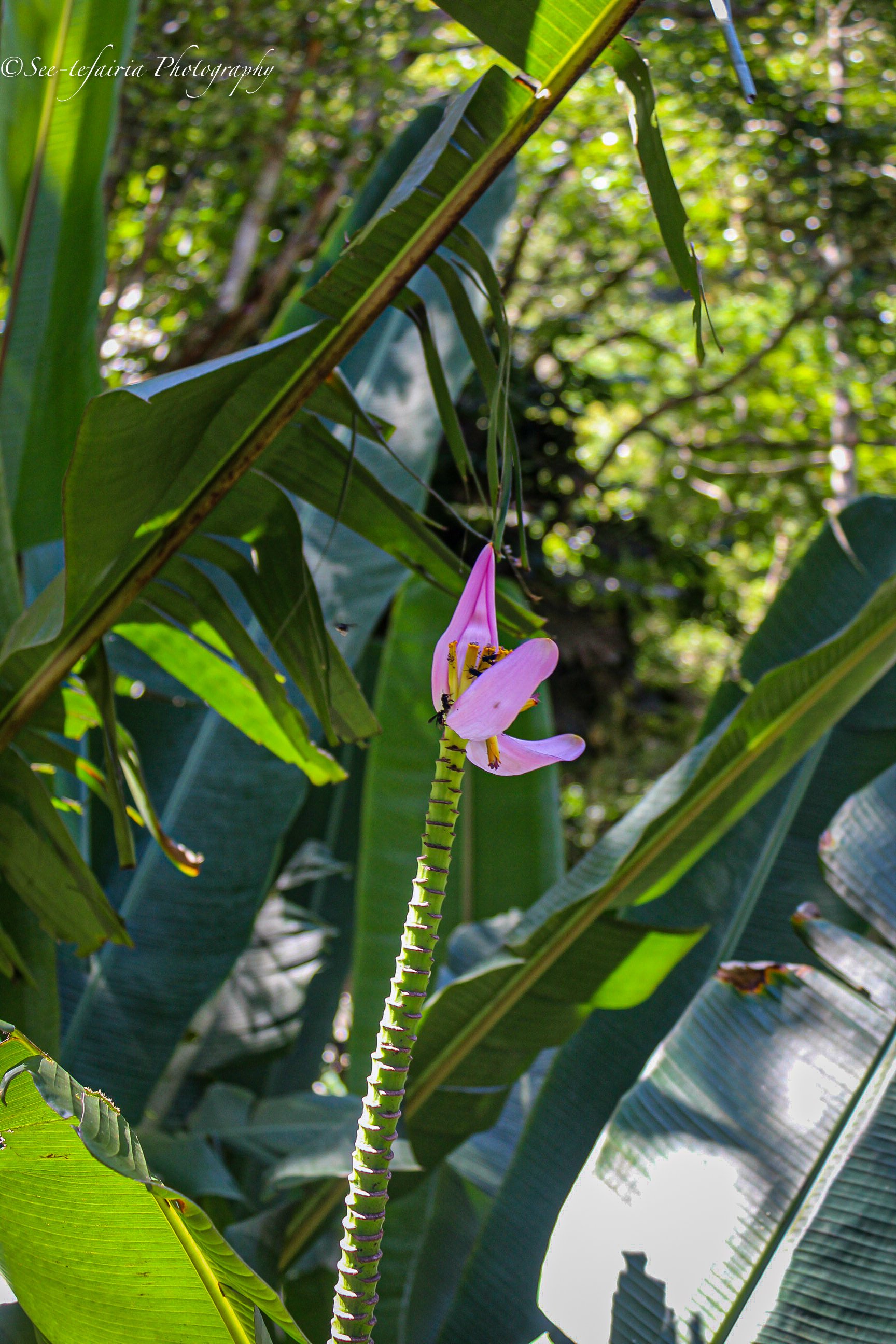 Tijuca rainforest Rio de Janeiro, Brazil