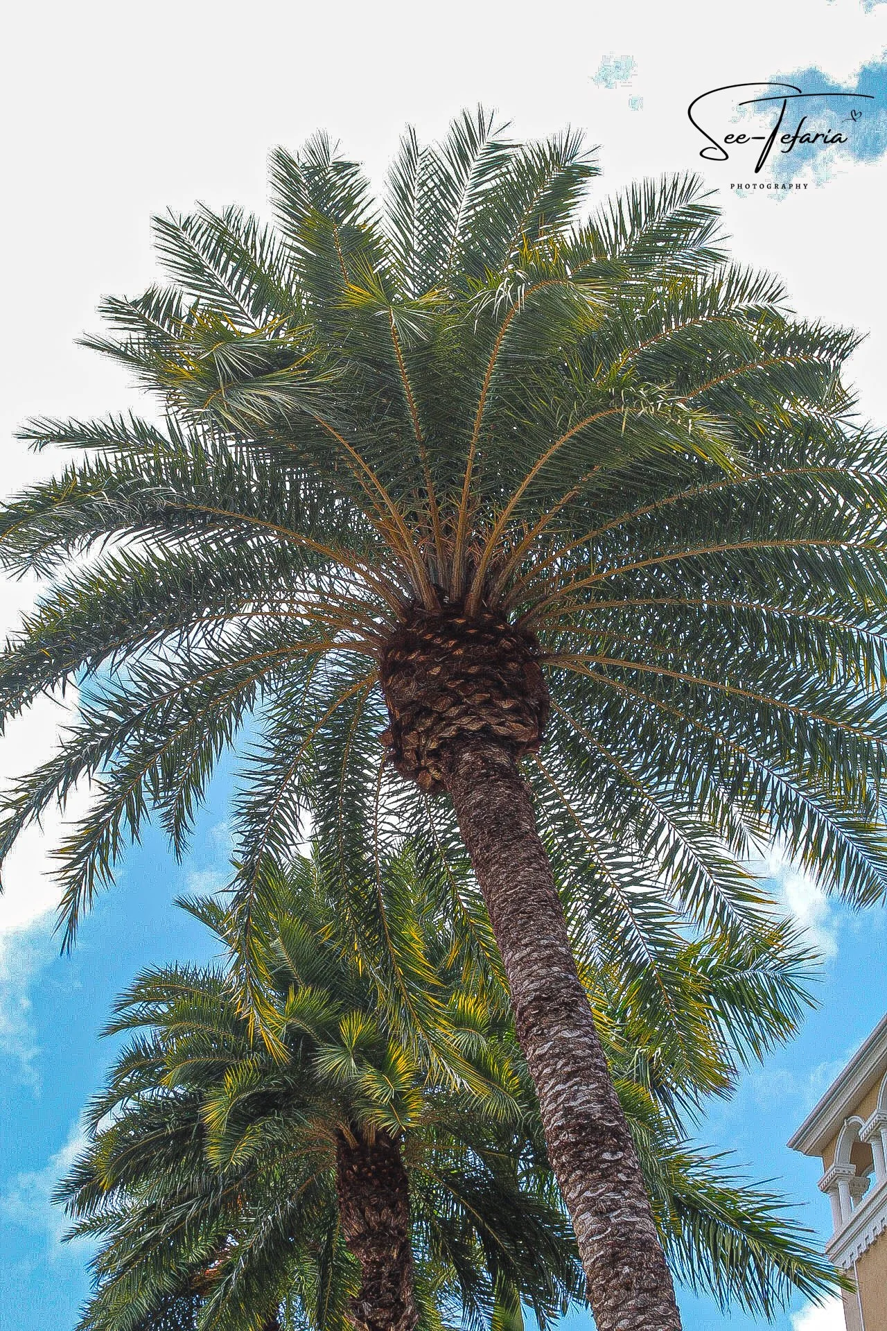 Grand Cayman Islands