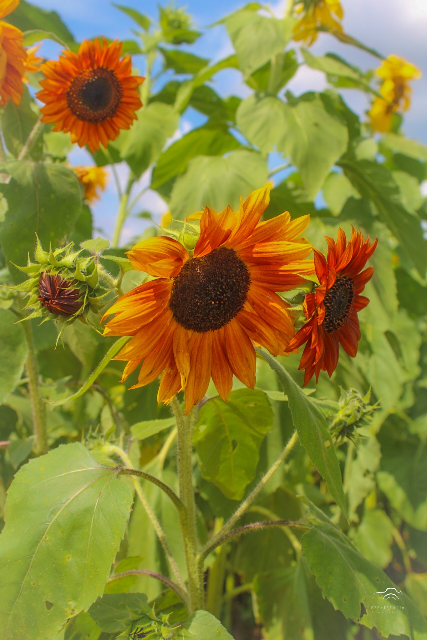 Liberty Mills Farm Somerset, VA