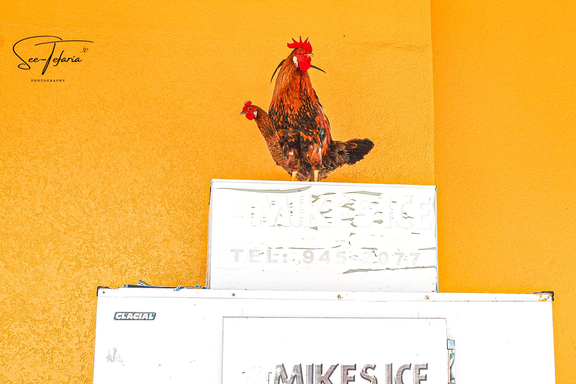 Grand Cayman Islands