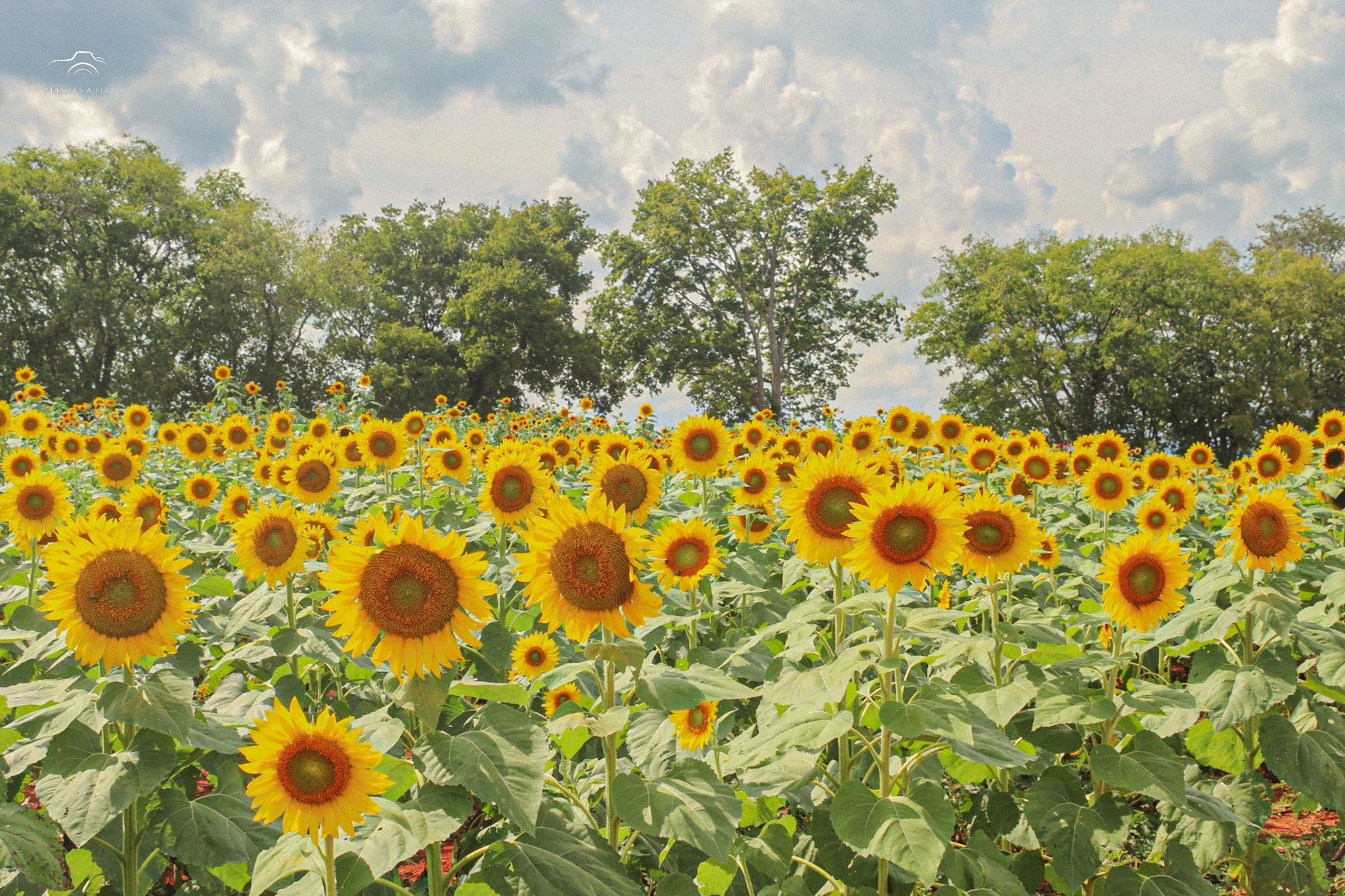 Liberty Mills Farm Somerset, VA
