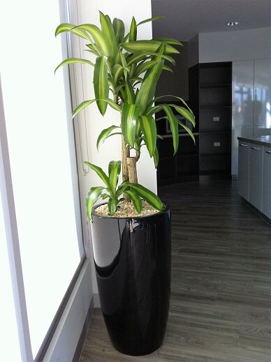 Happy Plant in Euro.JPG