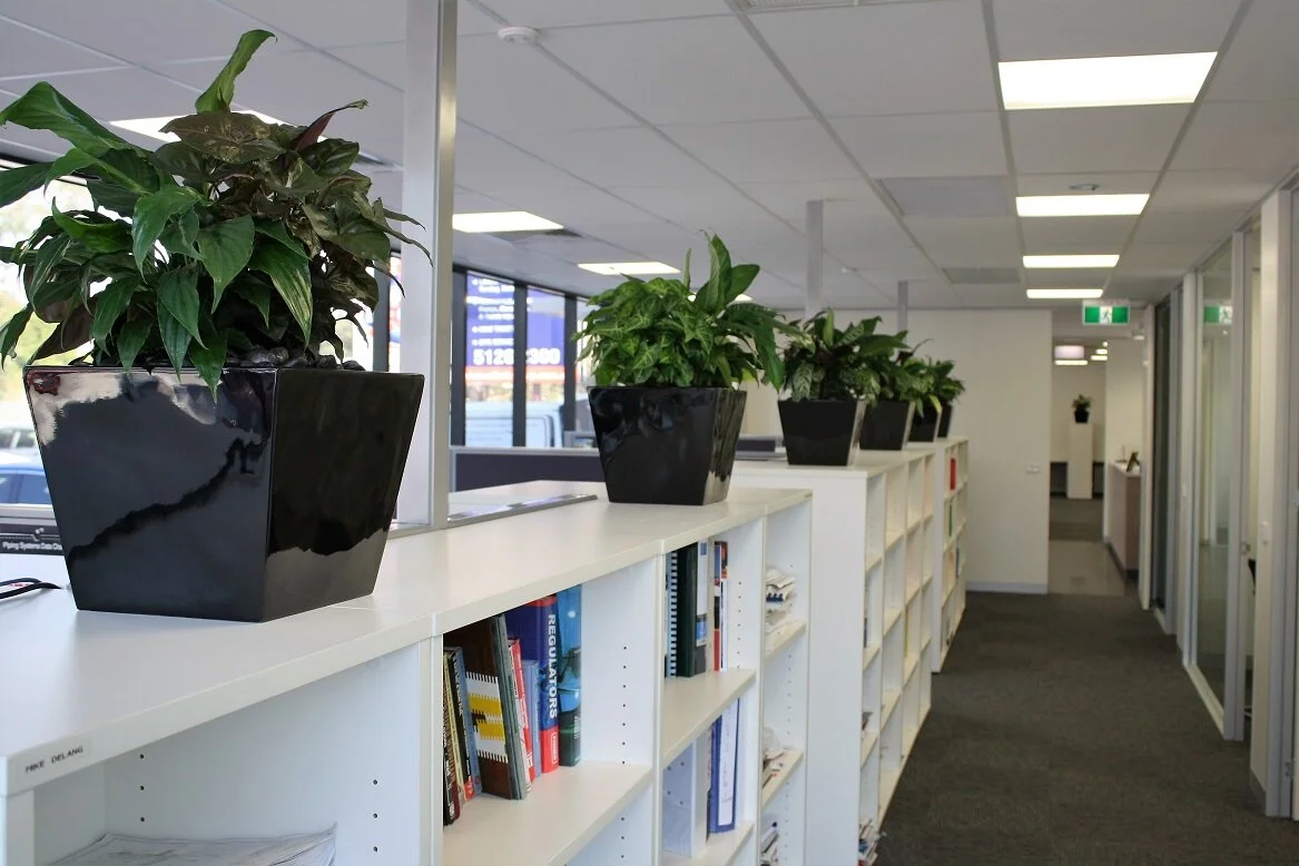 Multi Planted Bowls.JPG
