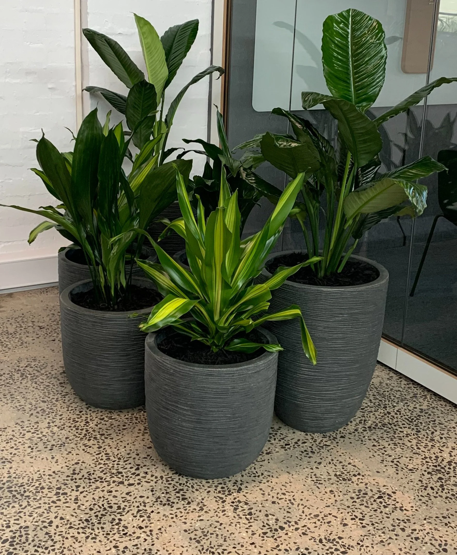  A stunning range of plants and planters … 