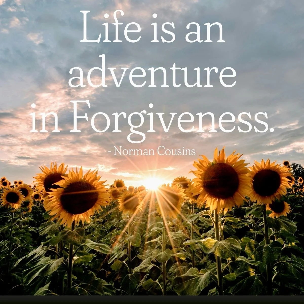 Sunflowers in a field at sunset with a quote about life and forgiveness by Norman Cousins overlaid on the sky.