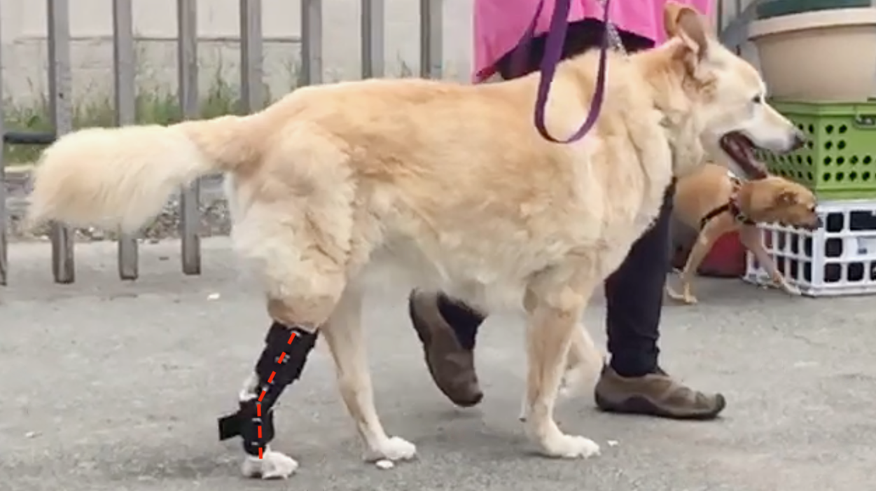 Tarsal Hyperextension Dog