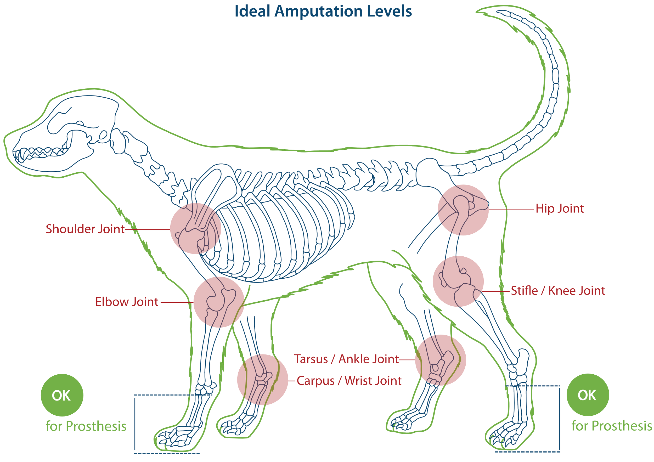 Canine Ideal Amputation Levels