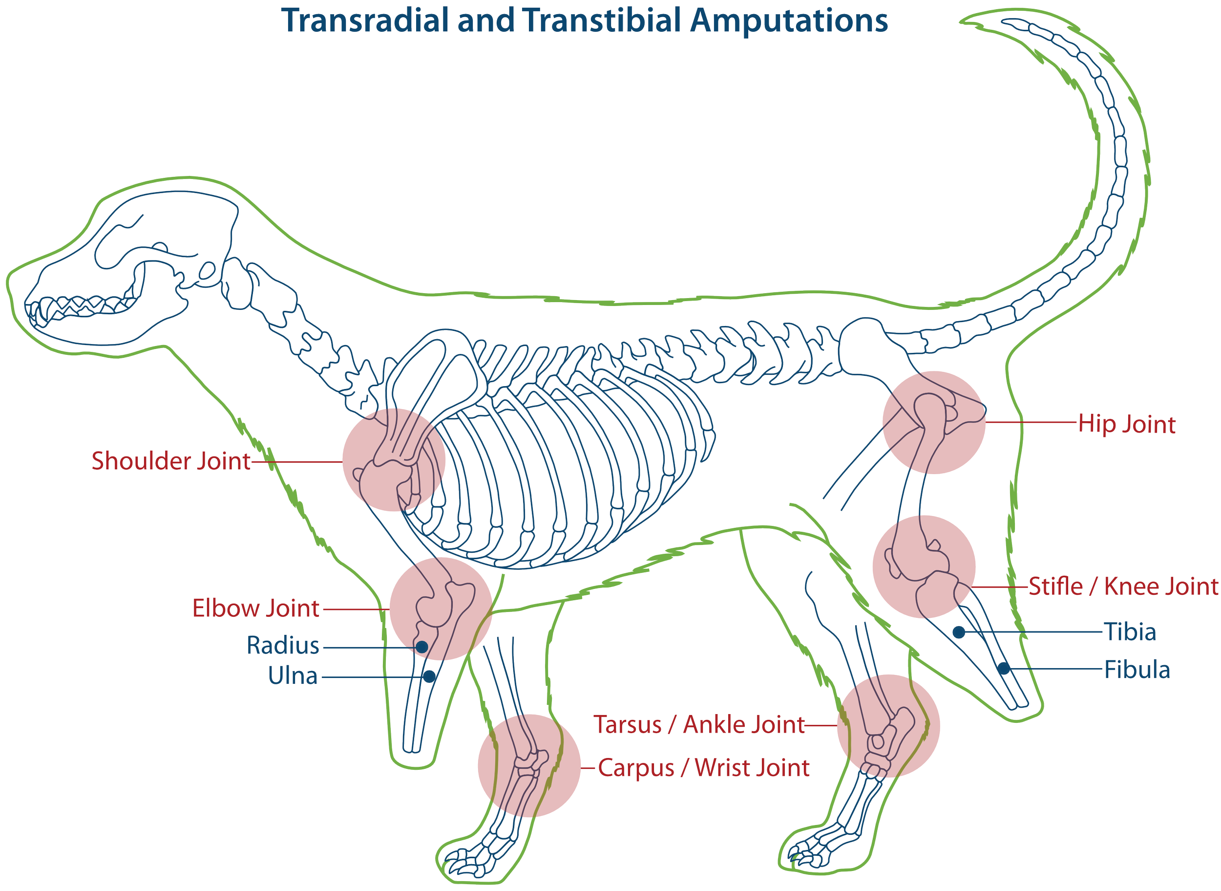 Canine Transradial Amputation
