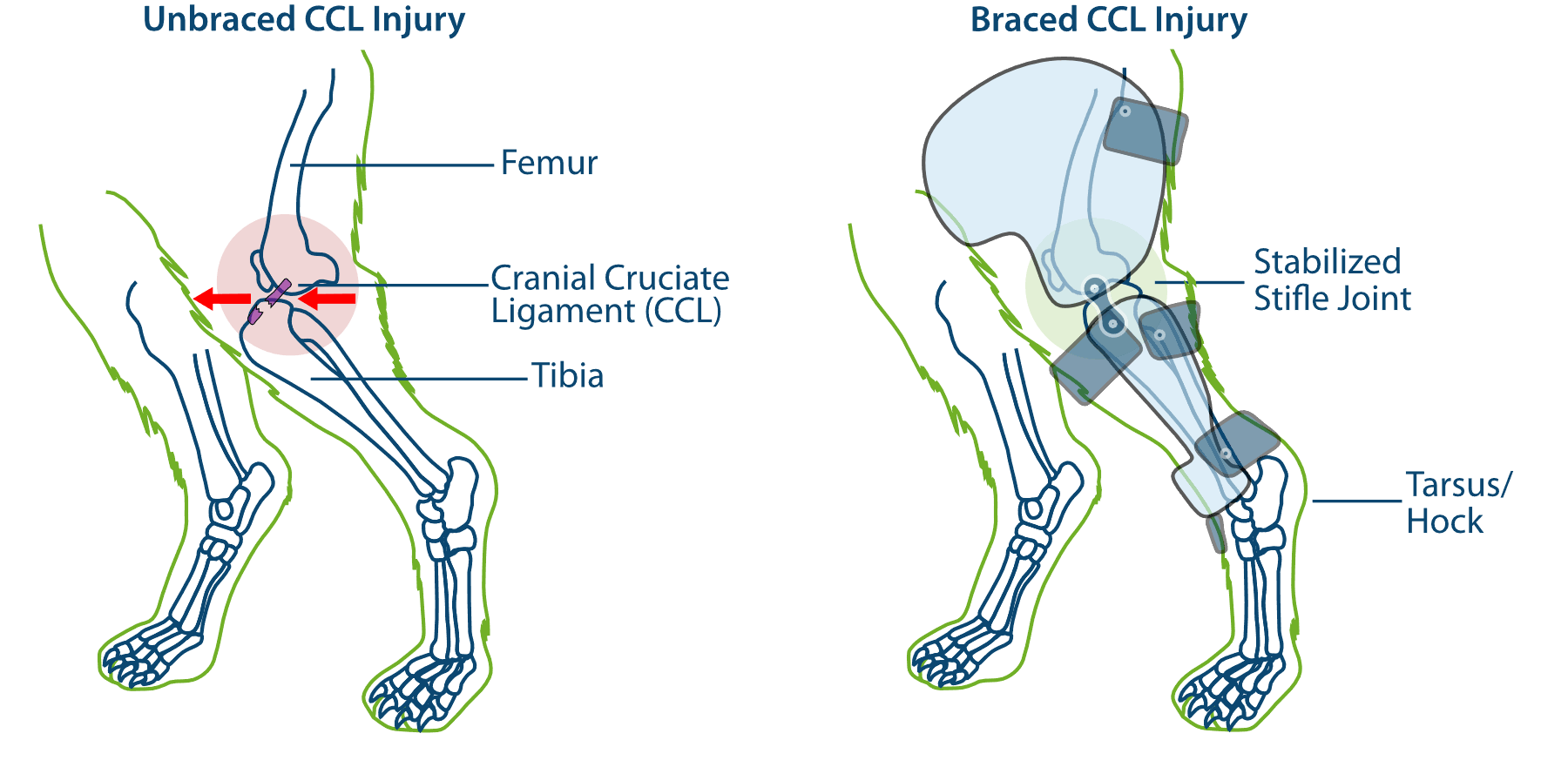Comparison of an unbraced dog knee with a CCL injury and a knee supported by a custom stifle brace.