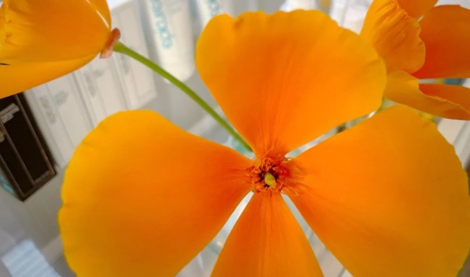 Holistic Skin Remedy. Facials, Gua Sha, Massage. Acne Specialist, Capitola, California. Microdrmabrasion. Dermaplaning. Peels. Extractions. LED Light Therapy. Waxing. Acne Expert. Extractions. Teen Facials. Face Reality Skin Care. Santa Cruz,