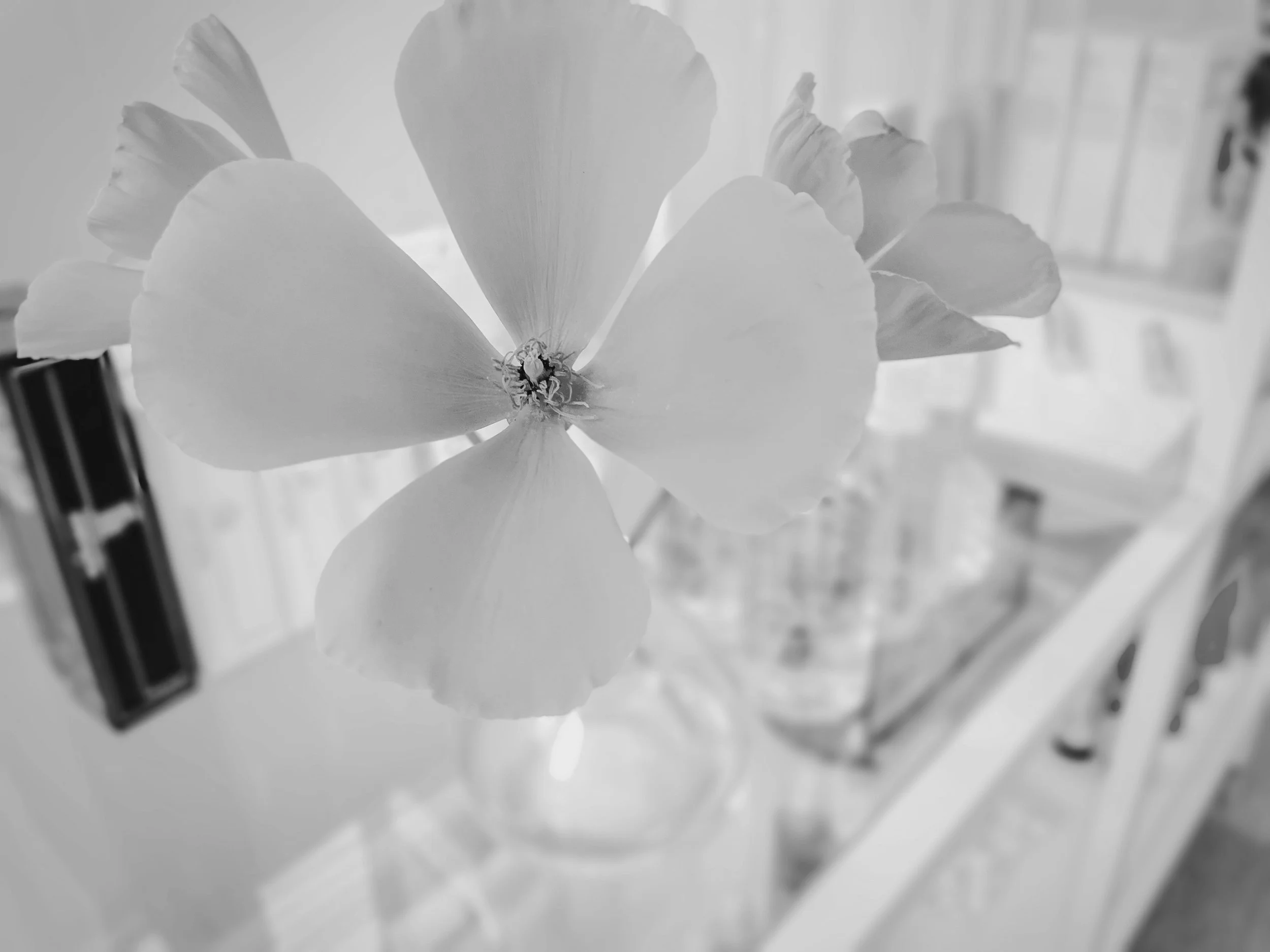 Holistic Skin Remedy. Gua Sha Facials, Acne Specialist, Capitola, California. Microdrmabrasion. Dermaplaning. Peels. Extractions. LED Light Therapy. Body Waxing. Acne Expert. Extractions. Teen Facials. Face Reality Skin Care. Santa Cruz,