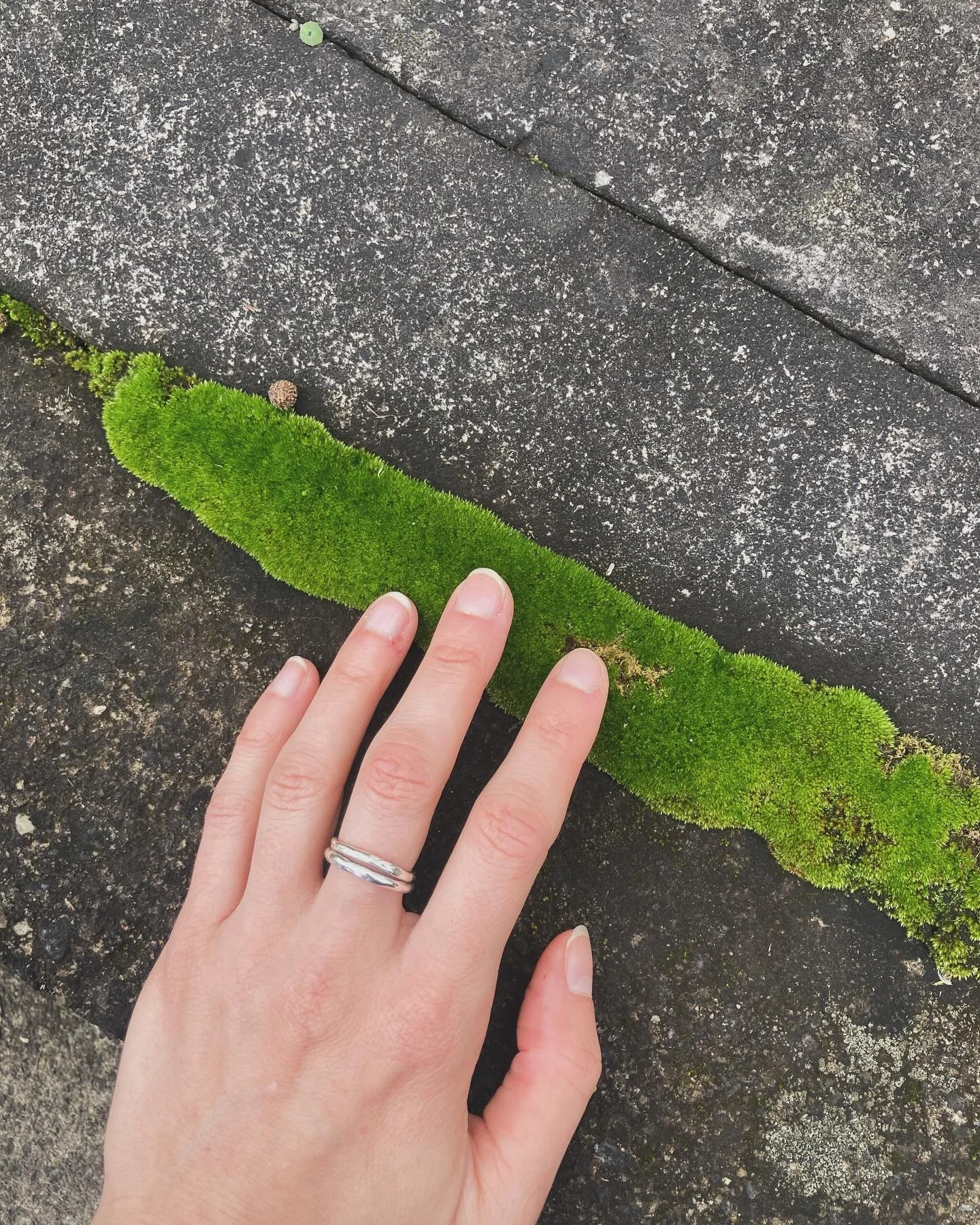 Have you touched moss recently? 🪸