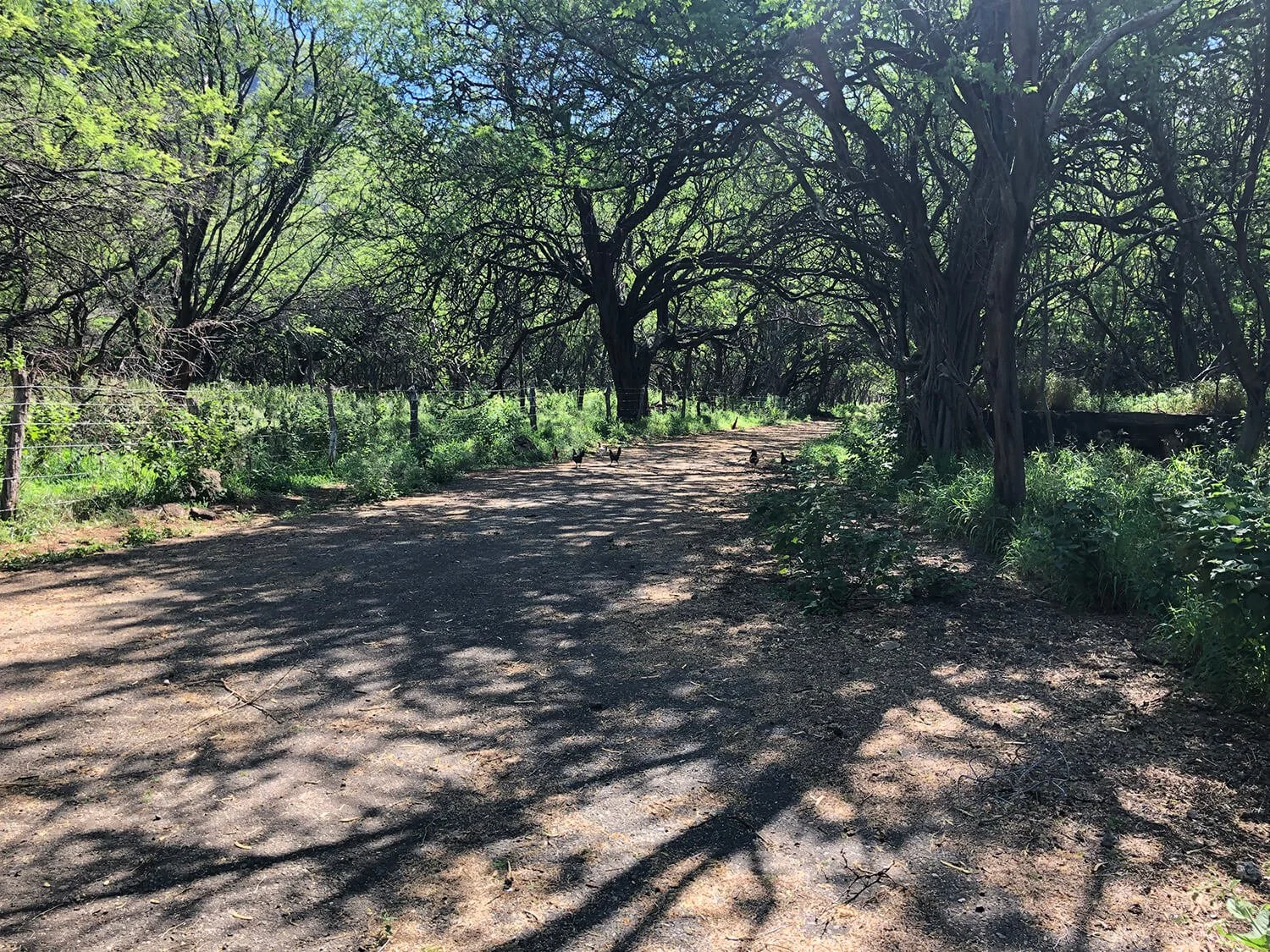 Ohikilolo Ranch — Ohikilolo Ranch