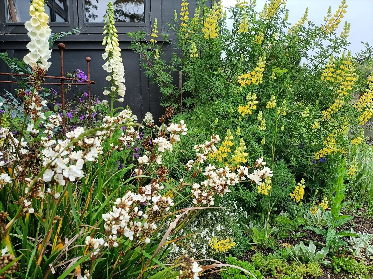 My beach lupin experiment. Results: drought-tolerant, hardy, fast-growing, yellow that doesn't really match the colour scheme. Surprise! Actually, because it's wind resistant and evergreen too, it's earned a place in my garden. I just need to remembe