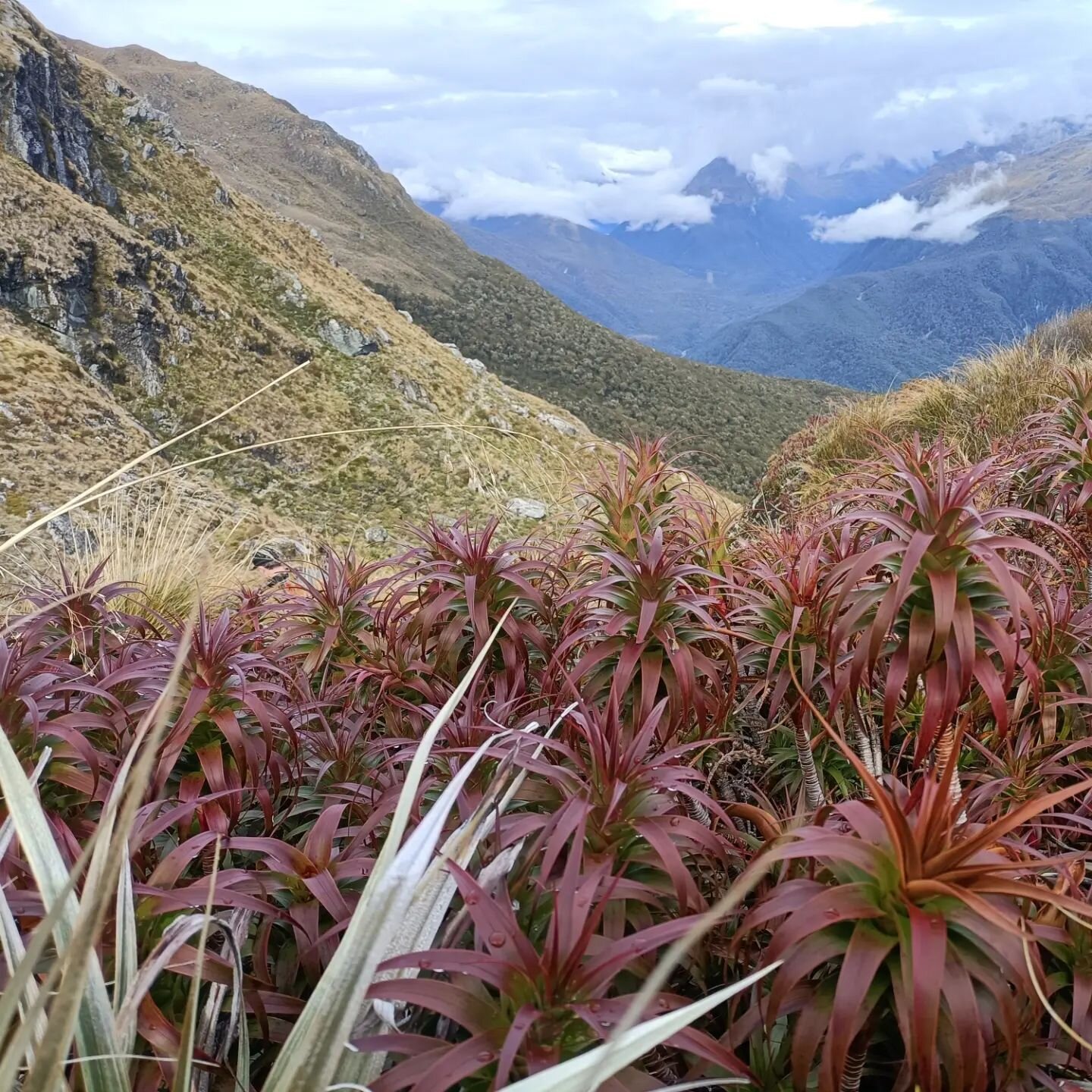 The best landscaping I'll ever see. I kept being stopped by vistas like this stunning deep red Dracophyllum with silver Astelia and swathes of beautiful Chionochloa flavesens (I think). So inspiring.

#routeburntrack #trampingmakesmehappy