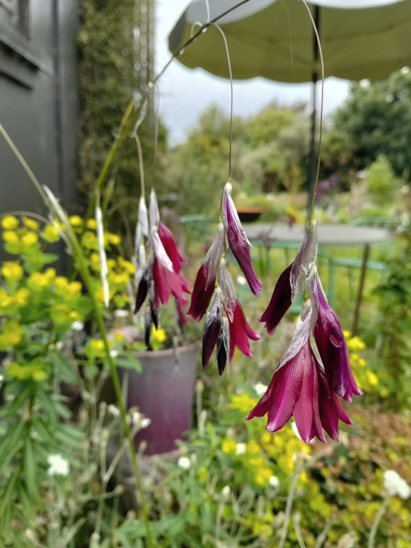 Flowering for the first time from seed, Dierama 'Cosmos'. Last year I did get one small flower, but this year it's proper. When I checked back, I bought the seed in 2016. Good things take time! The colour is hard to capture, it's a dark plum.

#diera