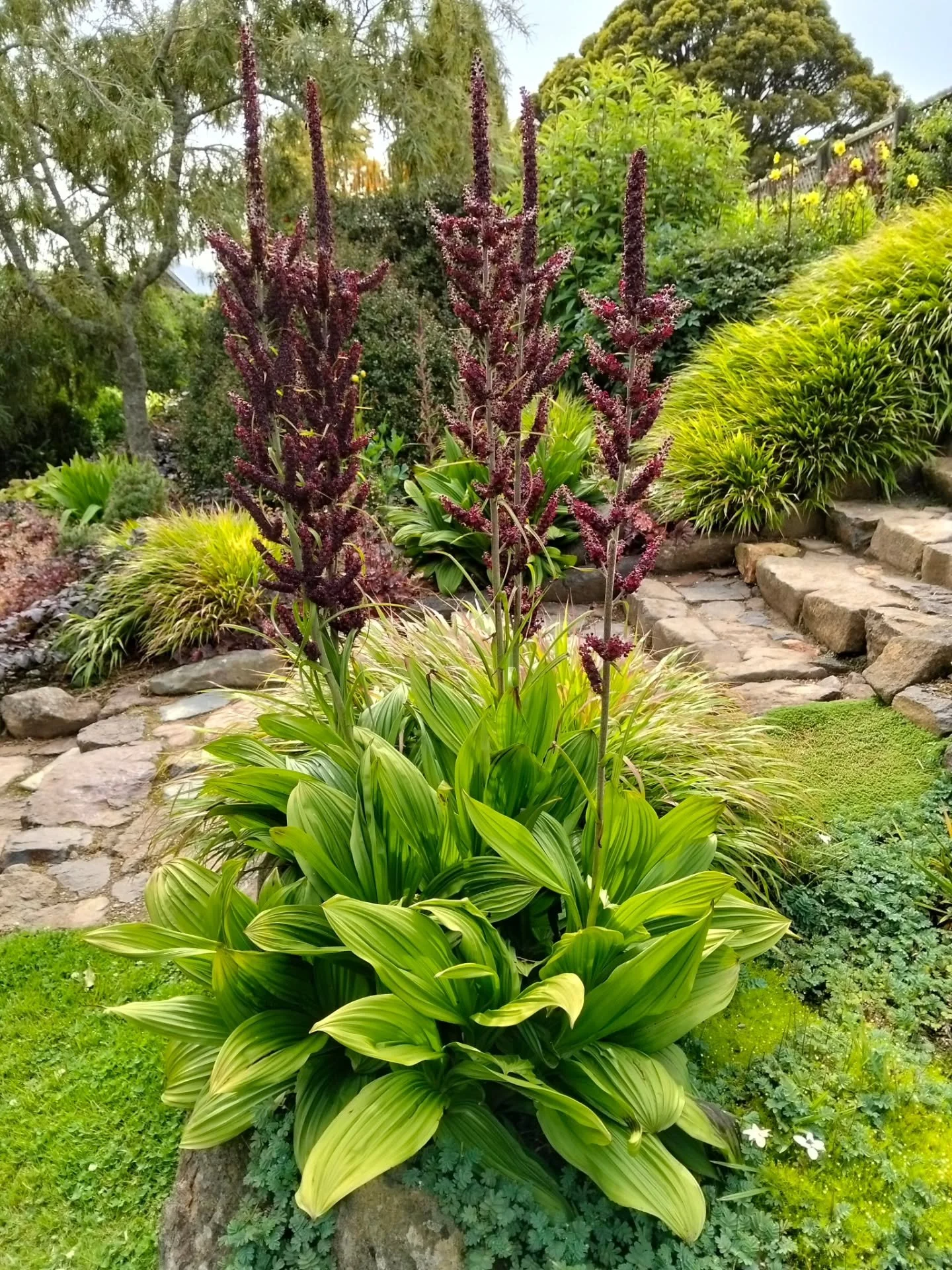 Veratrum nigrum at the castle 🖤 What a privilege that I can concern myself with such beauty today. I was also very happy to see a wee boy photographing skinks in the rock wall this morning. I showed him two stick insects I'd found on a fern. Happine