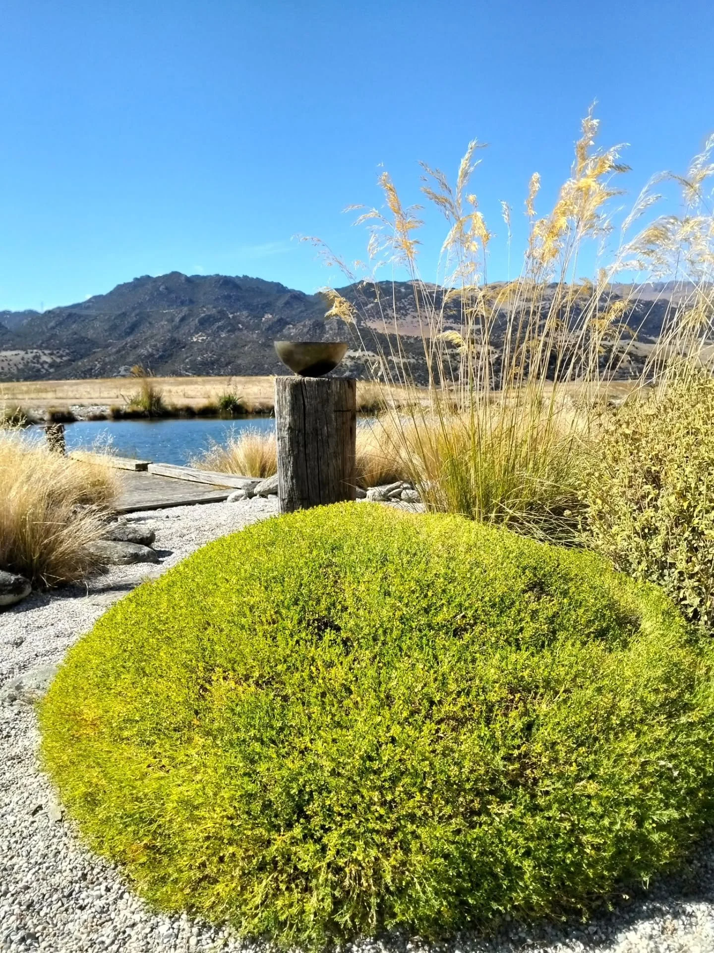 What a treat to visit @jo.wakelin in her garden today. Such beauty under an unforgiving sun and Jo is a wonderful host, generous with time and knowledge. Thank you Jo, I absolutely loved it.